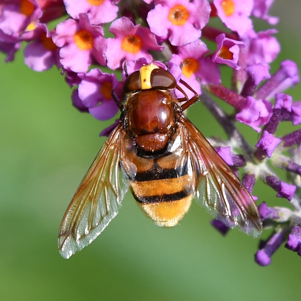 Hornissenschwebfliege, Volucella zonaria