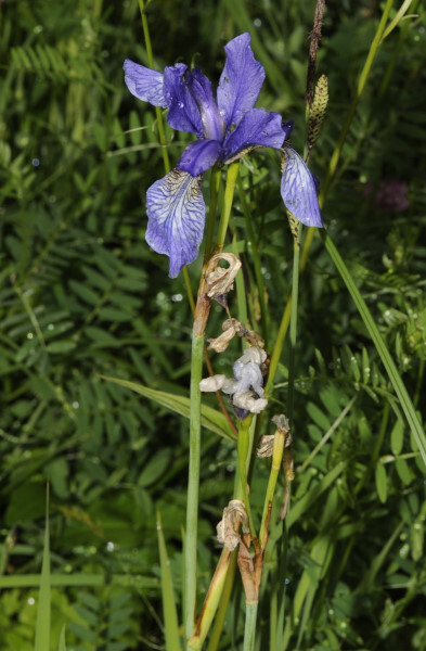 Verschiedenfarbige Schwertlilie, Iris versicolor