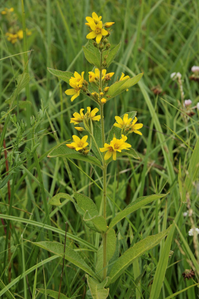 Gewöhnliche Gilbweiderich, Lysimachia vulgaris