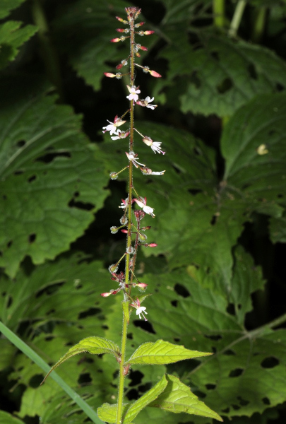 Großes Hexenkraut, Circaea lutetiana