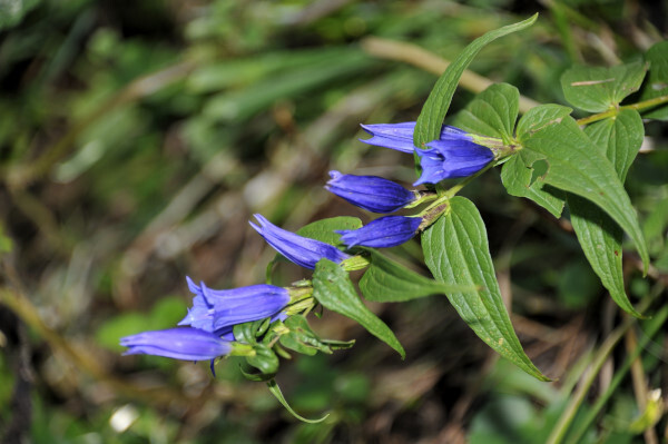 Schwalbenwurzenzian, Gentiana asclepiadea