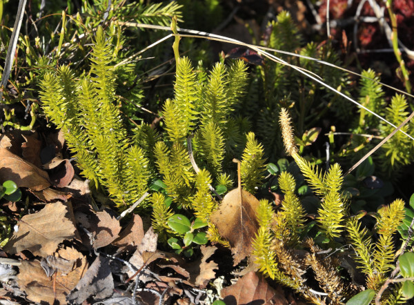 Gewöhnliche Sumpf-Bärlapp, Moorbärlapp, Lycopodiella inundata