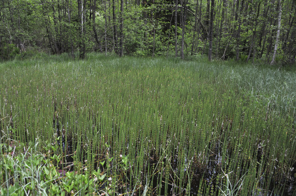 Sumpf-Schachtelhalm, Equisetum palustre