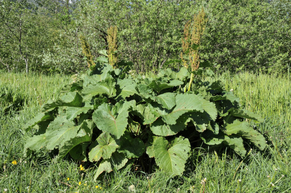 Alpen-Ampfer, Rumex alpinus