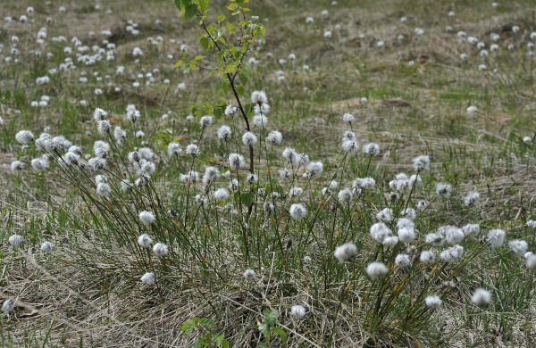 Scheiden-Wollgras, Eriophorum vaginatum