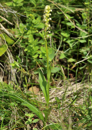 Weiße Nacktdrüse, Weißzüngerl, Höswurz, Pseudorchis albida