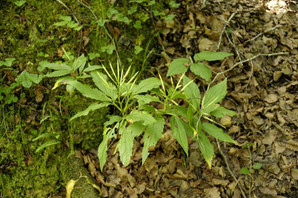 Quirlblättrige Zahnwurz, Neunblatt-Zahnwurz, Weiße Zahnwurz, Cardamine enneaphyllos