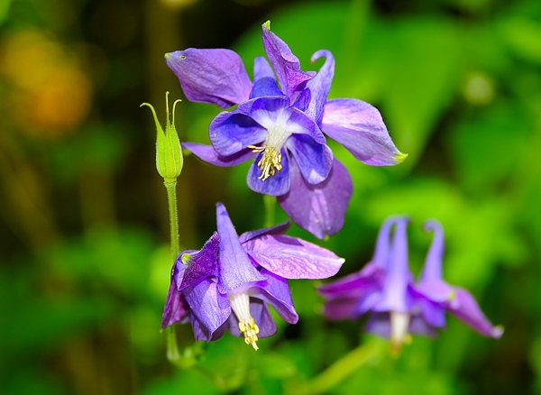 Schwarzviolette Akelei, Dunkle Akelei, Aquilegia atrata