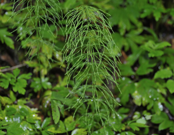 Wiesenschachtelhalm, Equisetum pratense