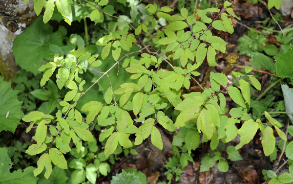 Alpen-Heckenkirsche, Lonicera alpigena