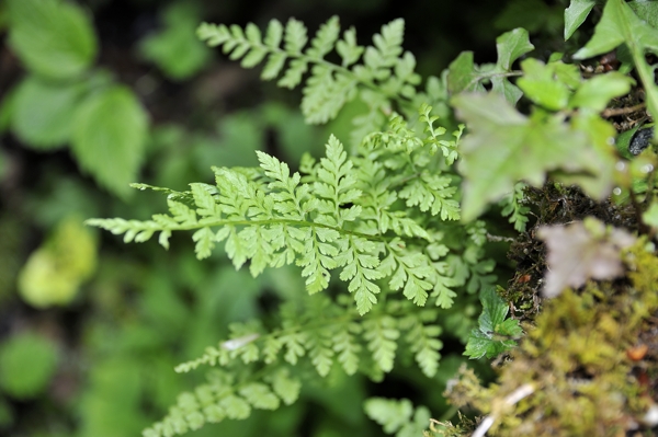 Zerbrechliche Blasenfarn, Cystopteris fragilis