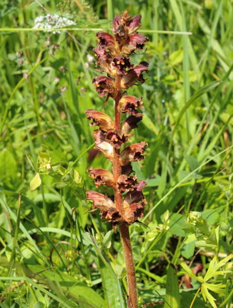 Blutrote Sommerwurz, Orobanche gracilis