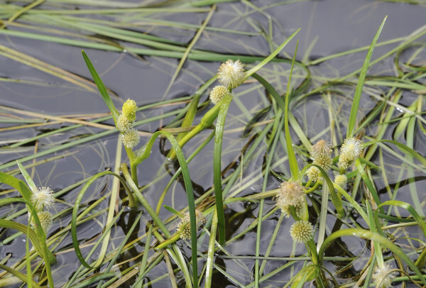 Schmalblättriger Igelkolben, Sparganium angustifolium