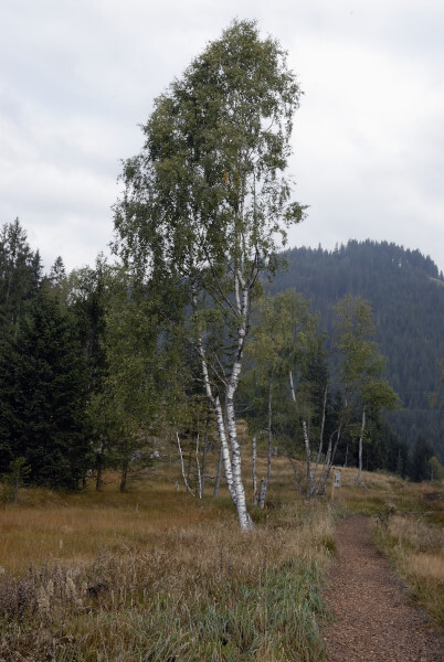 Hängebirke, Betula pendula