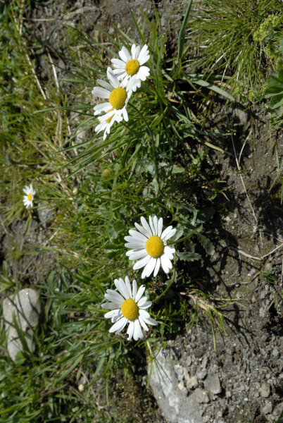 Berg-Margerite, Leucanthemum adustum