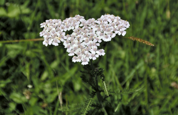 Moschus-Schafgarbe, Achillea moschata