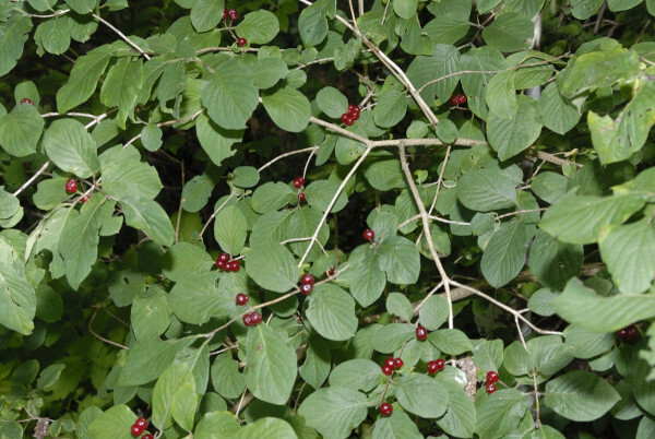 Rote Heckenkirsche, Lonicera xylosteum