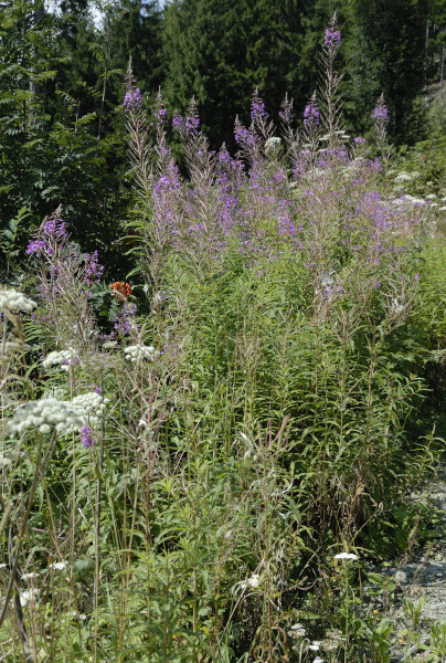 Schmalblättriges Weidenröschen, Epilobium angustifolium, Chamaenerion angustifolium