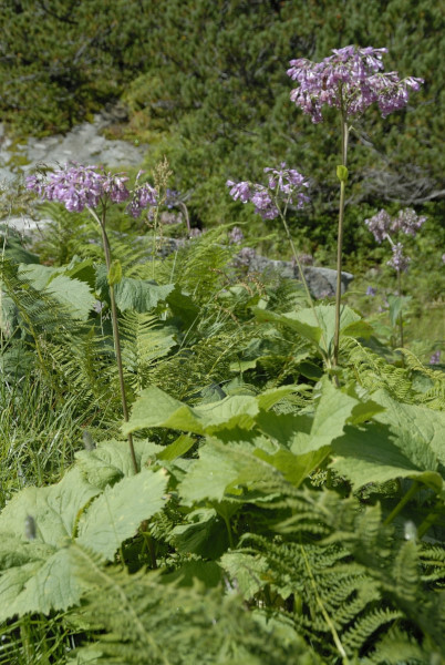 Grüne (Kahle) Alpendost, Adenostyles glabra