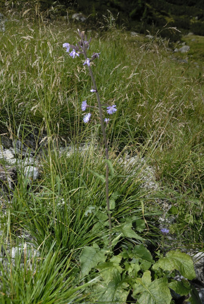 Gemeine oder Gewöhnliche Wegwarte, Cichorium intybus