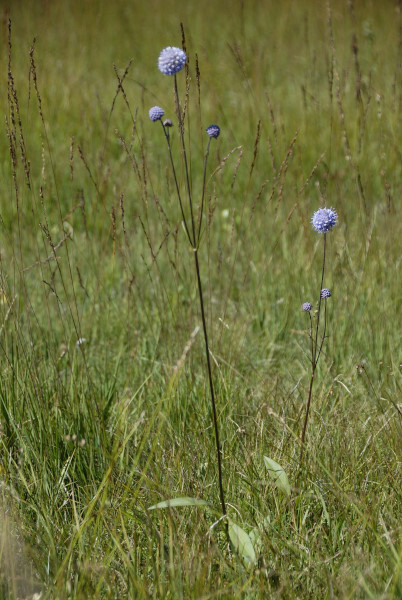 Gewöhnlicher Teufelsabbiss, Wiesen-Abbisskraut, Succisa pratensis