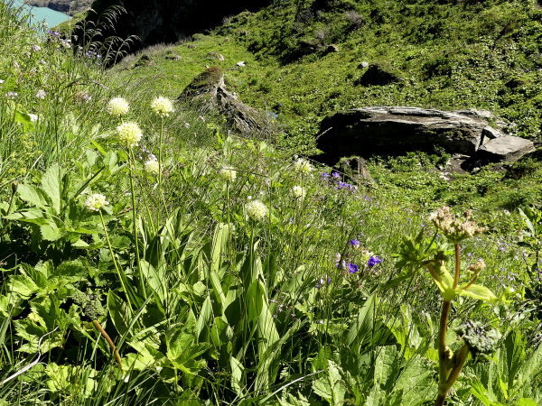 Allermannsharnisch, Allium victorialis