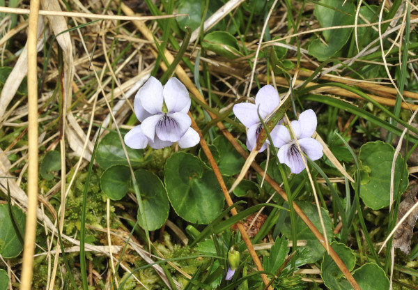 Sumpf-Veilchen, Viola palustris