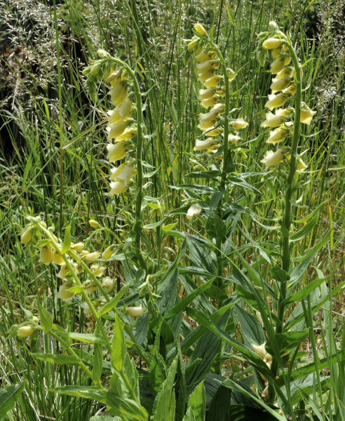 Gelbe Fingerhut, Digitalis lutea