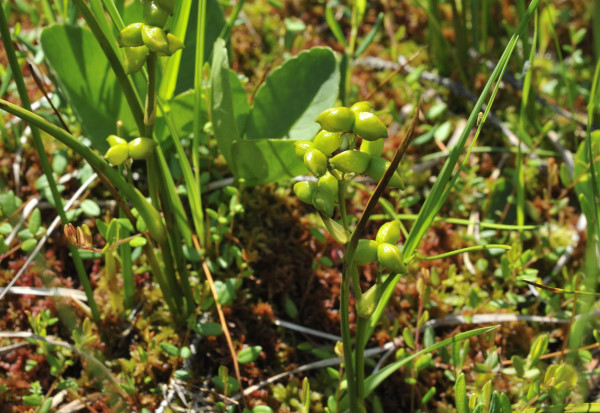 Blumenbinse, Blasenbinse, Scheuchzeria palustris