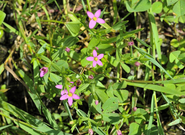 Kleine Tausendgüldenkraut, Centaurium pulchellum