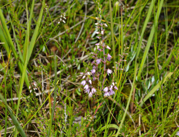 Besenheide, Calluna vulgaris