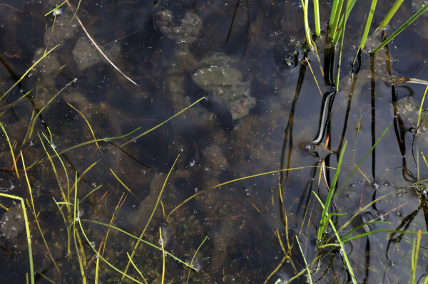 Gewöhnlicher Wasserschlauch, Utricularia vulgaris