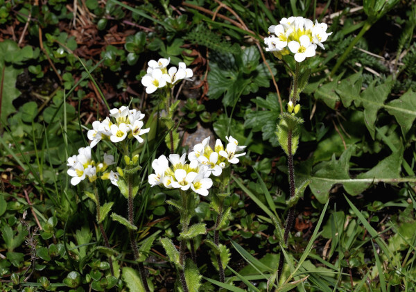 Alpen-Gänsekresse, Arabis alpina