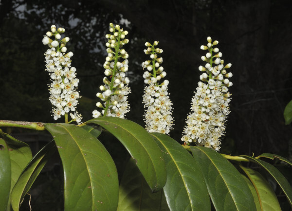 Lorbeerkirsche, Prunus laurocerasus