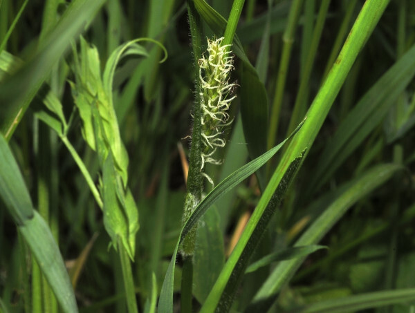 Behaarte Segge, Carex hirta