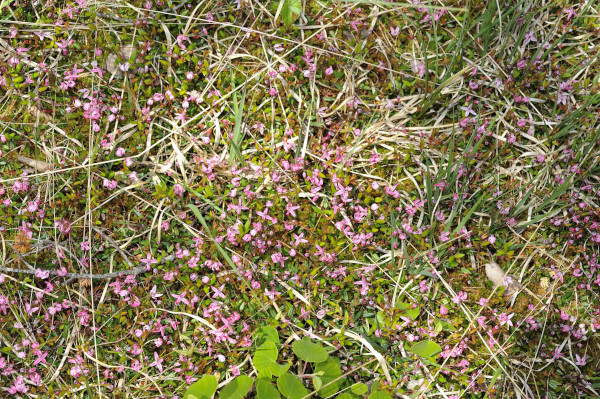 Gewöhnliche Moosbeere, Vaccinium oxycoccos