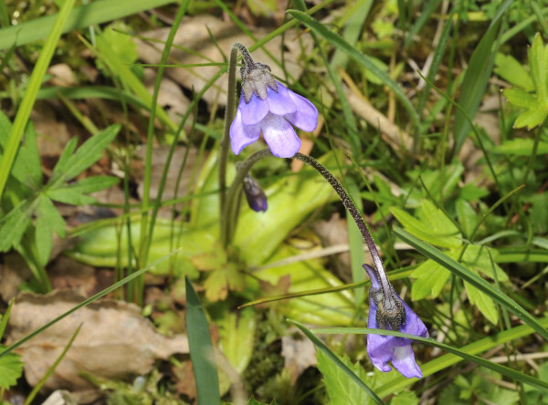 Gemeine Fettkraut, Blaues Fettkraut, Gewöhnliches Fettkraut, Pinguicula vulgaris