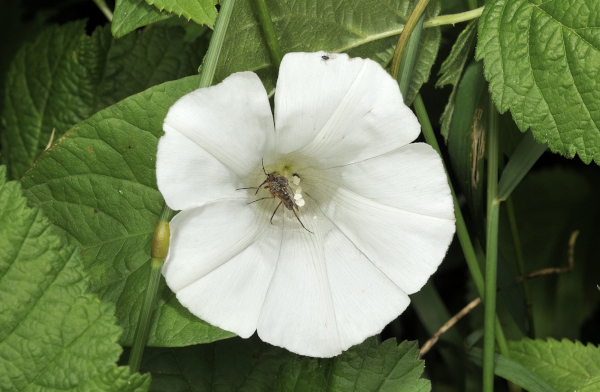 Echte Zaunwinde