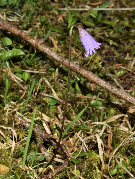 Wald-Soldanelle, Soldanella montana