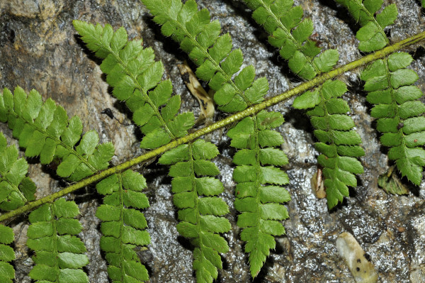 Brutknospen-Blasenfarn, Cystopteris bulbifera