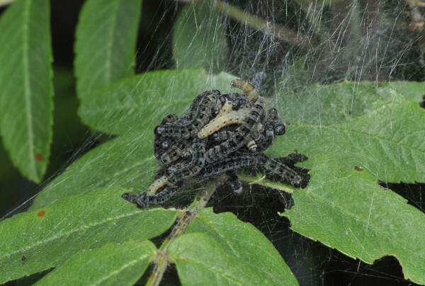 Pflaumen-Gespinstmotte, Yponomeuta padella