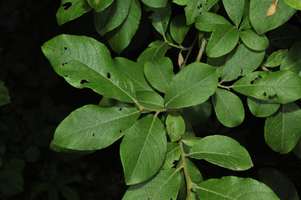 Schwarz-Weide, Schwarzwerdende Weide, Salix myrsinifolia