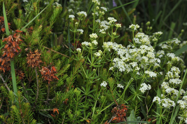 Alpen-Labkraut,Ungleichblättrige Labkraut, Galium anisophyllon