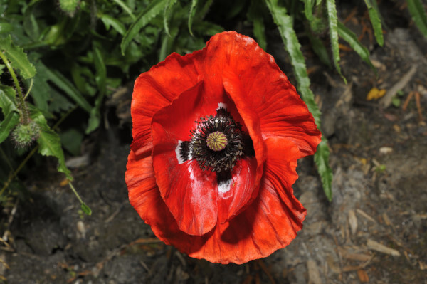 Klatschmohn, Papaver rhoeas