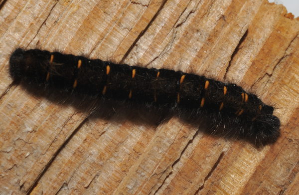 Braunberpinner