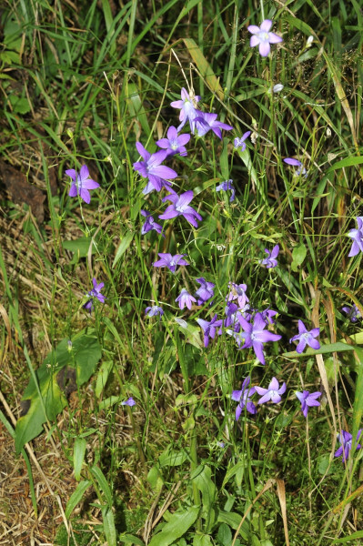 Wiesen-Glockenblume, Campanula patula