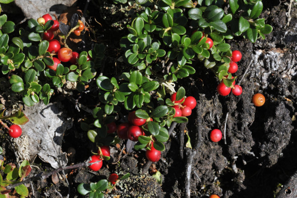 Preiselbeere, Vaccinium vitis-idaea