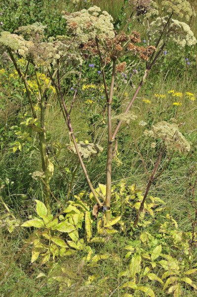 Echte Engelwurz, Arznei-Engelwurz, Angelica archangelica.