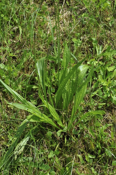 Spitzwegerich, Plantago lanceolata