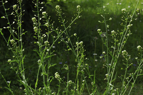 Gewöhnliche Hirtentäschel Capsella bursa-pastoris